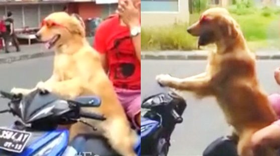 dgarciaardila's tweet photo. #EnVideo Perro conduciendo motocicleta será lo más loco que verás hoy https://t.co/zR5tPywzz1 https://t.co/iIZTghjv5a