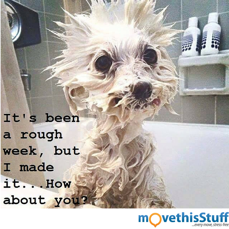 movethisStuff's tweet photo. Friday has finally arrived, time to lower those stress levels! #Friday #FridayFunday #FridayJokes https://t.co/wMWiC1jdB5