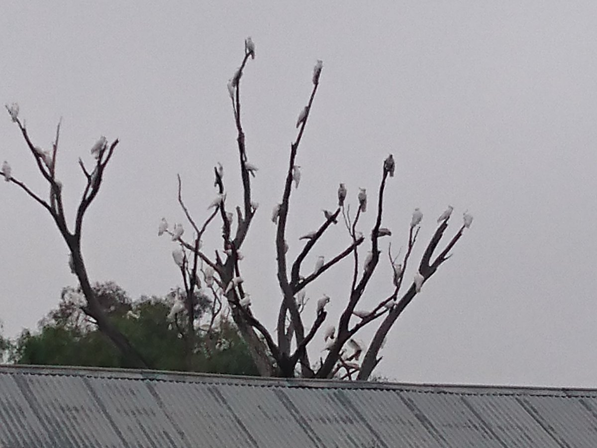 Quiggs's tweet image. Cockatoo tree in full bloom