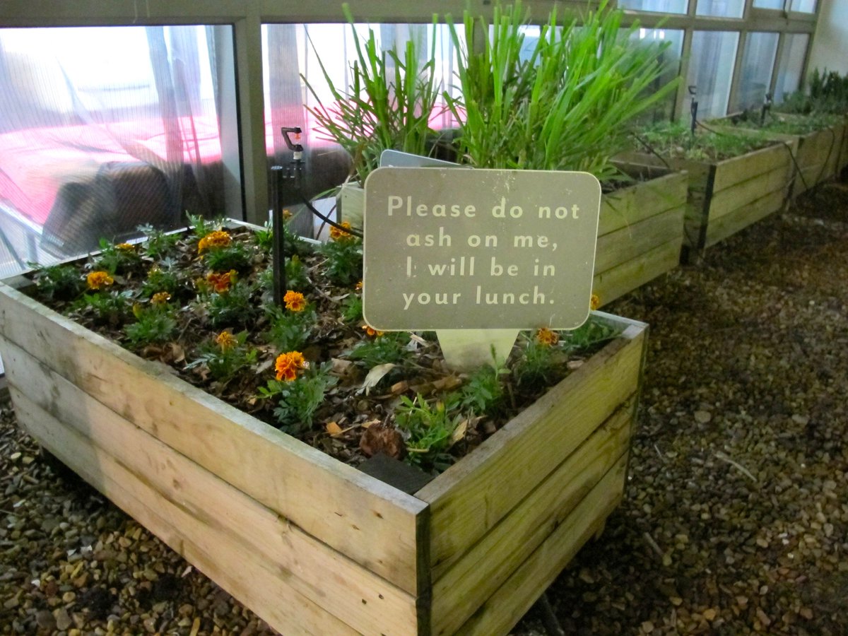 Ms_LynetteB's tweet photo. Love this sign in the plants at .@DoubleTreeCPT rooftop herb garden. Congrats on your 5-star green rating!🌿🌿 #travel https://t.co/YqAiWqOKW6