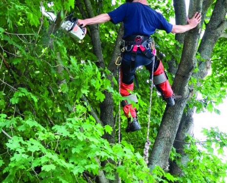 TreezyBrisbane's tweet photo. Calling an Arborist – How Essential It Is
https://t.co/DeBt14yF8f 
 #arborist #treeservice #treeprunning https://t.co/Og8V7bAYHp