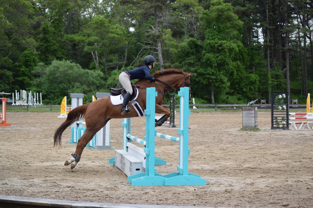 Parlantisnpolos's tweet photo. #SmartpakPhotoFeature because lulu is the cutest OTTB ever 😍 https://t.co/EpKaxNuhTQ
