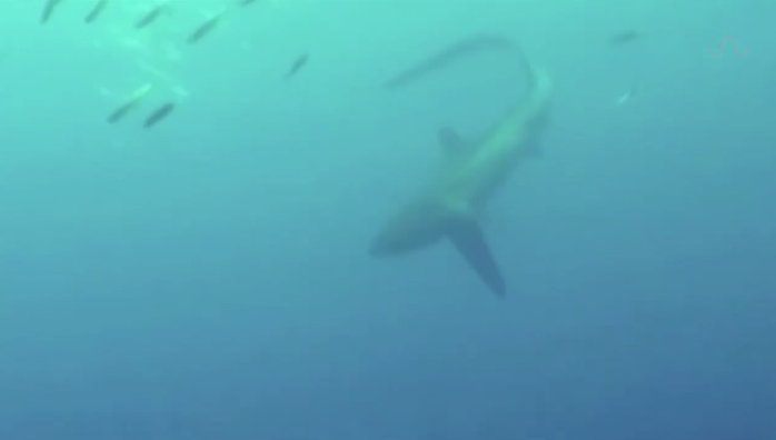 Thresher Shark Tail Whip