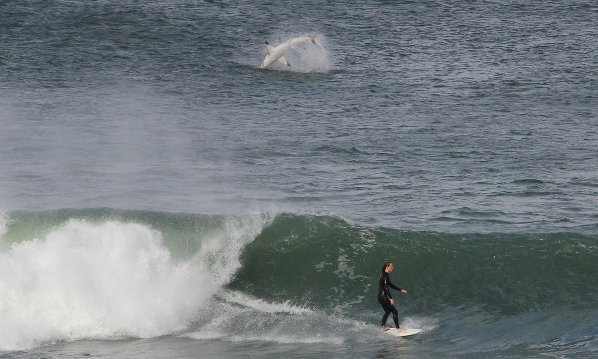 Stunning_Earth's tweet photo. The moment a Great White breaches the water while a surfer continues his business. Wow. https://t.co/jPmfmQPOEw