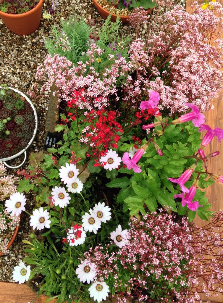 The_RHS's tweet photo. Be inspired by @DarcyEverest at the @RHSHarlowCarr Flower Show this weekend! https://t.co/HenwgAkf9i https://t.co/lvLolQKuly