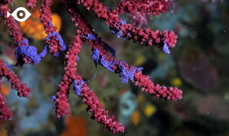 Reto: encuentra gorgonia roja en reproducción. ¡Se el primero del 2016 en verla y avisar! bit.ly/1X2uzUS