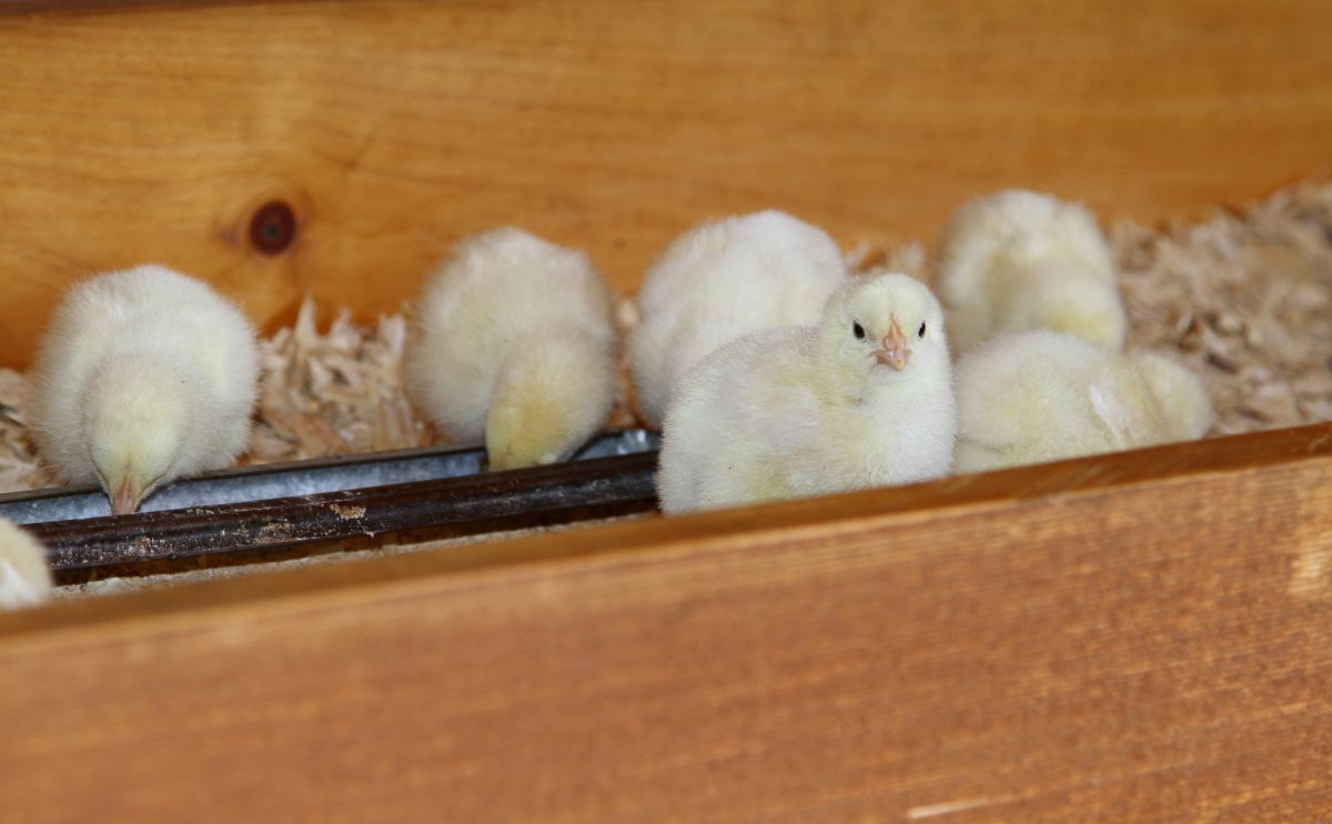ModFarm's tweet image. News: In a landmark development for animal welfare, egg producers will end chick culling: ow.ly/L1Jl3018EoW