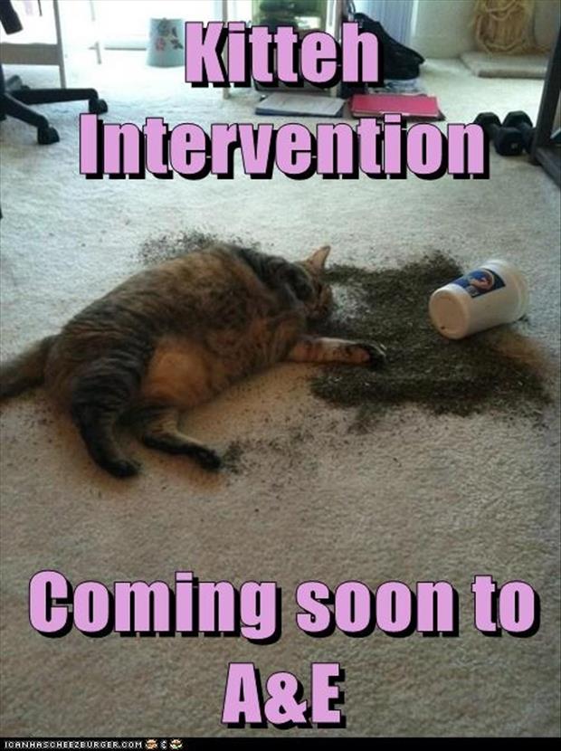 chroniccatnip's tweet photo. Do you think this #Kitteh needs an #intervention? #Catnip #CatnipOverload #CatsOnCatnip https://t.co/xyqm9uKZJ7 https://t.co/gzp5it1M7L
