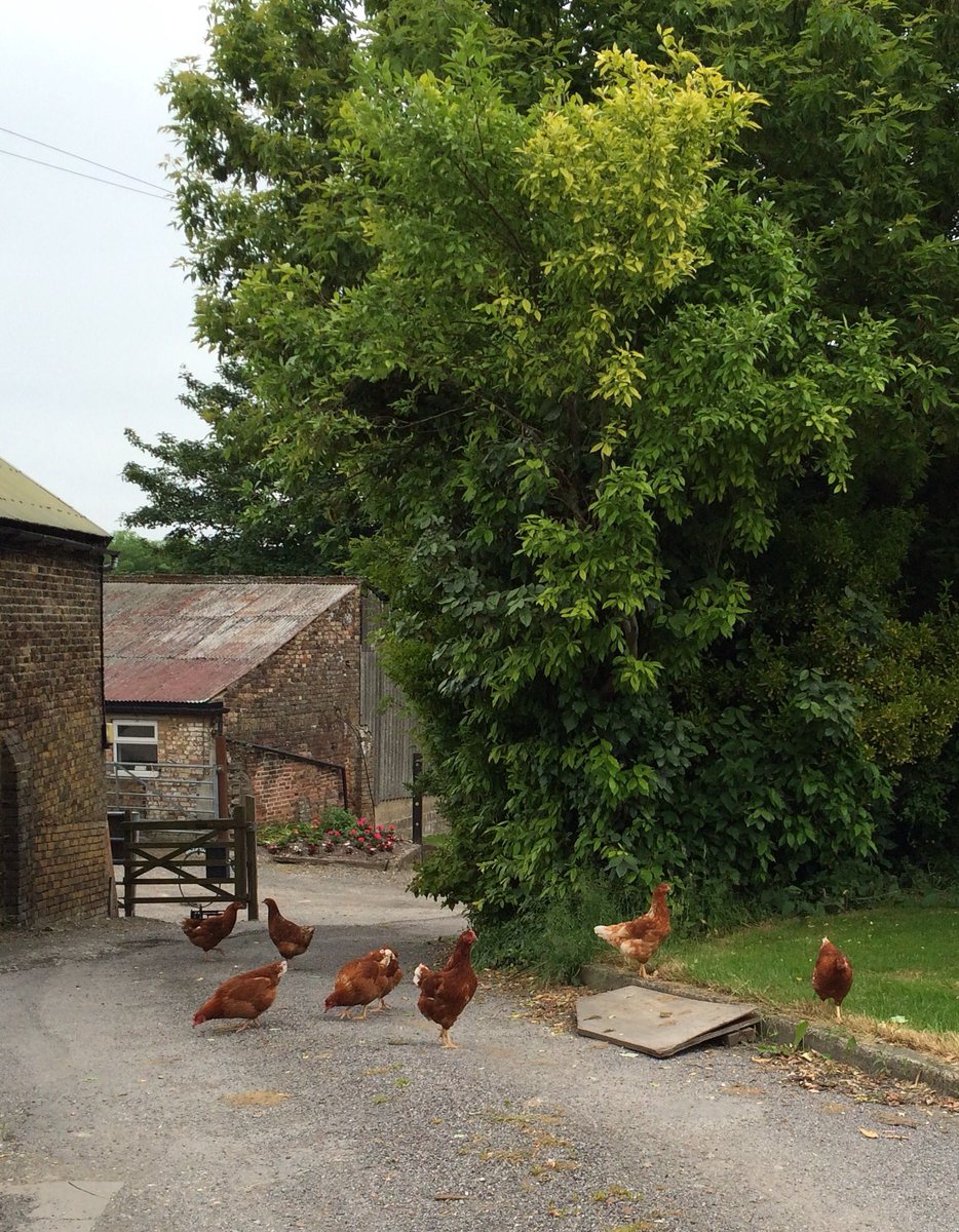 New hens taking the 'free-range' thing a bit far ...