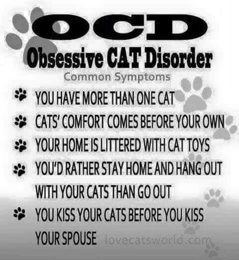FurBabyBlessing's tweet photo. #OCD #ObsessiveCatDisorder #Cats #multicats #CatComfort #CatToys #CatsOverPeople #FurBabyBlessing #PetsAreFamily https://t.co/M8jfGxdVGR