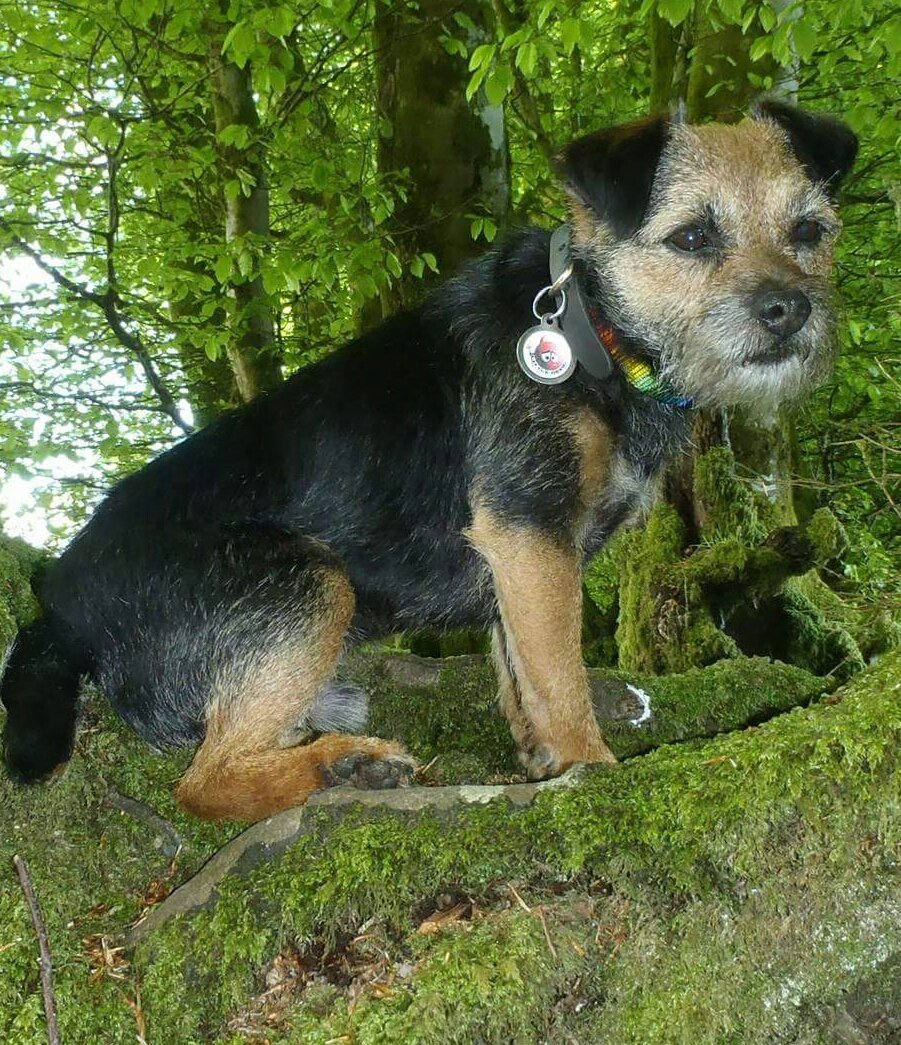 emmameaden1's tweet image. Happy weekend pals. No idea why Iz in this tree @MrSebBT @BarneyBT @lyndaward5 @jutucker @LynnieYankee @RohanTheBT