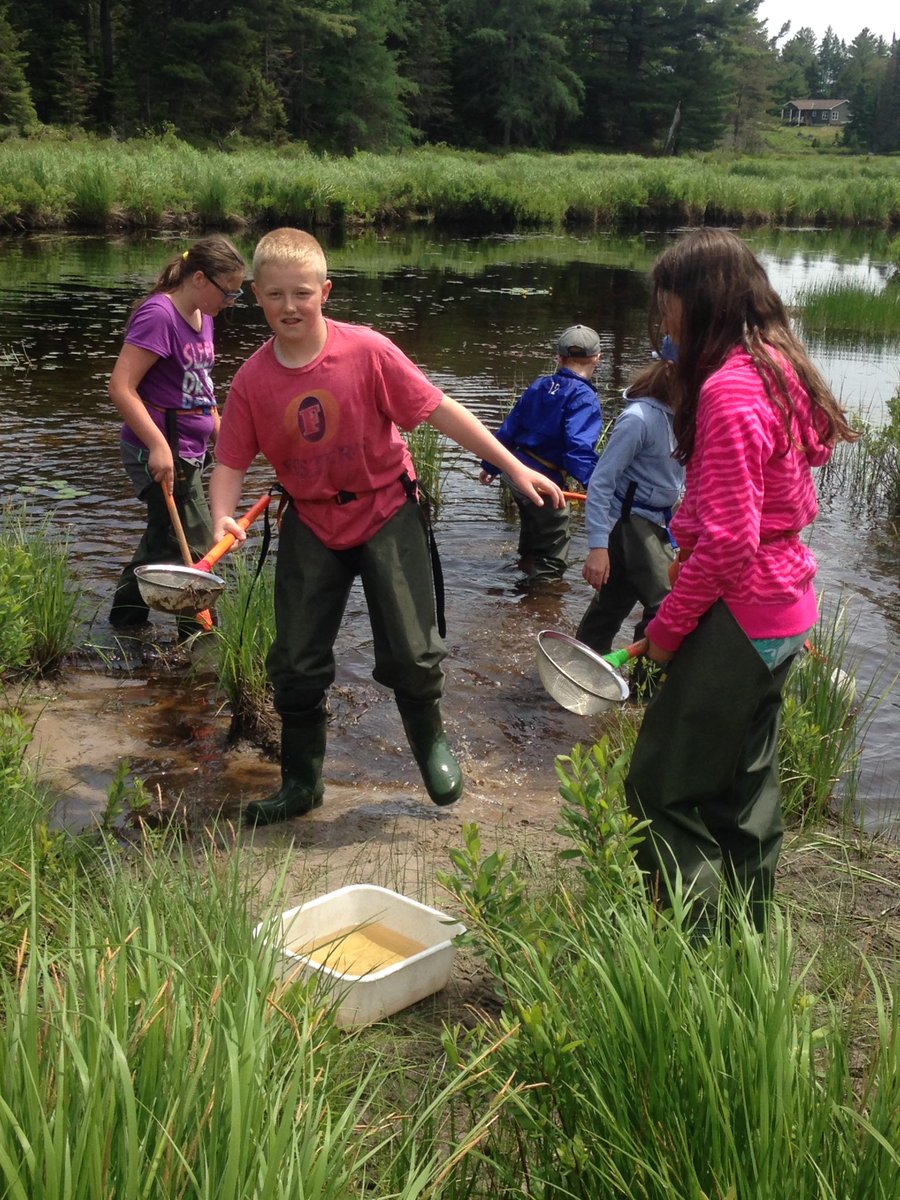 MrMC_134's tweet photo. More critter catching for wetland study at Yearley @BobcaygeonPS #TLDSBlearns https://t.co/DW0fIwEaiH