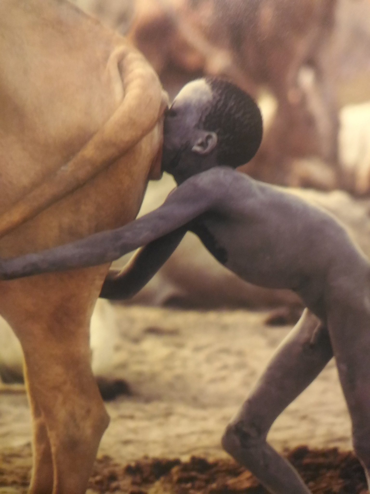 しいどん 雌牛の性器に息を吹き込む少年 性的刺激を与えることで牛は一層ミルクを出す T Co Dgqhgpn4ze Twitter