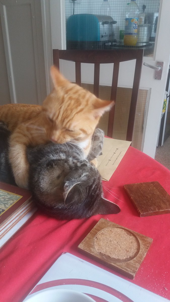 Oneviolentkitty's tweet image. Just rocking him to sleep ... honestly !!