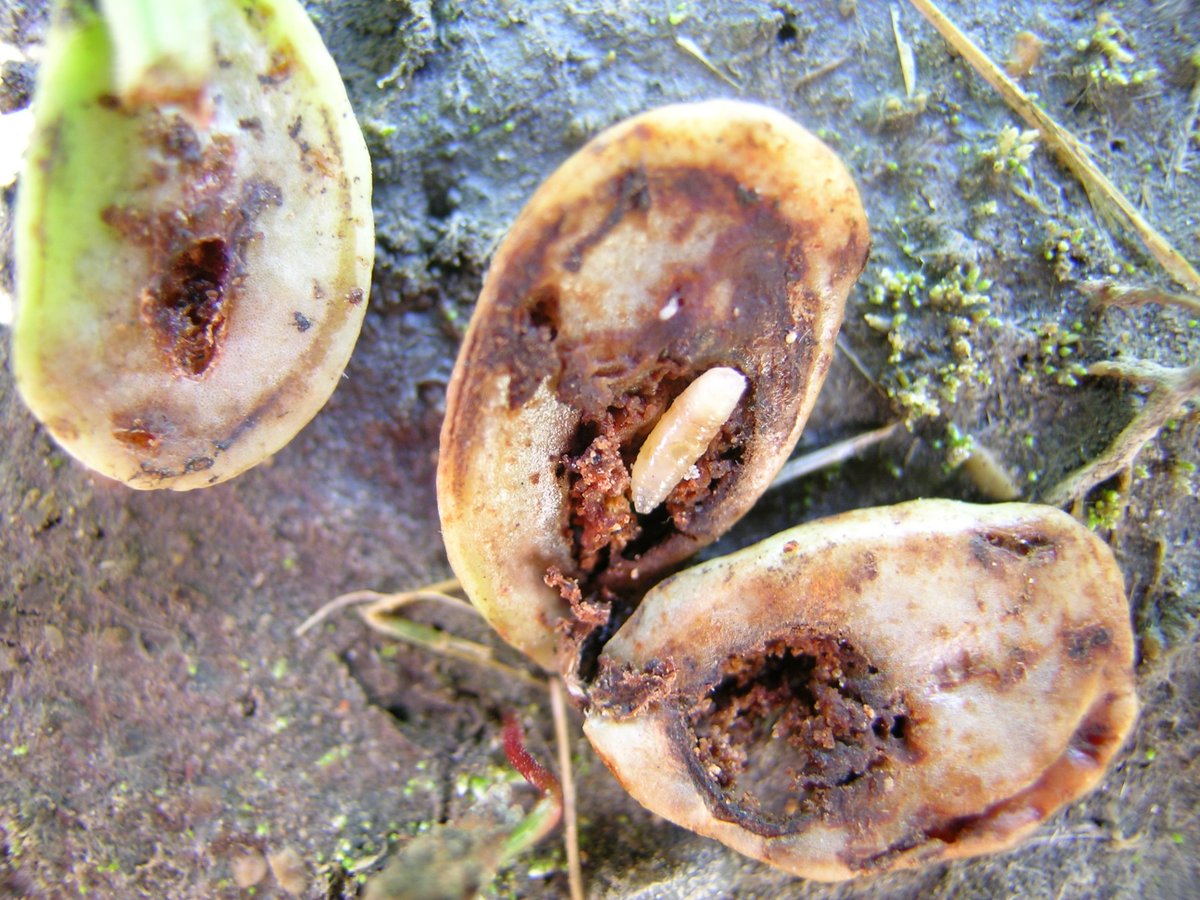 ONIPMcornsoy's tweet photo. From Essex to Brantford & online: IPM courses continue today #ontag. Learn to ID #grainbugs! https://t.co/bZtDTgRGGN