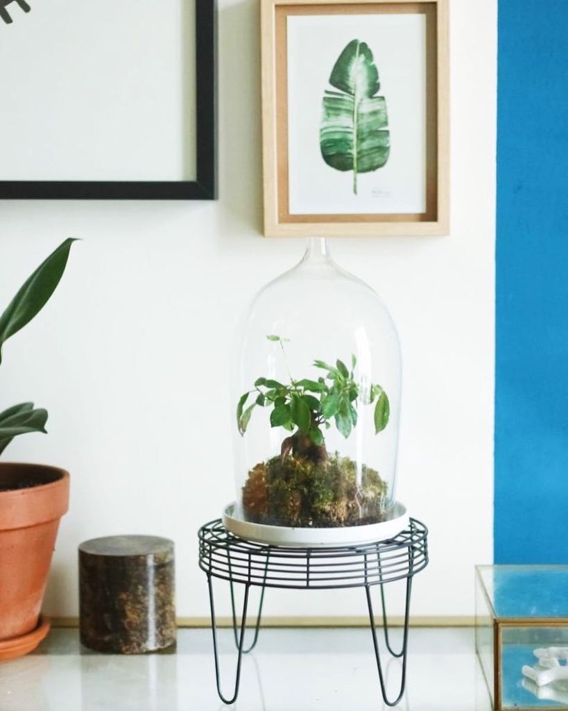 adc_blog's tweet image. Le plus mignon des arbres dans la cloche #piergilfourquie pour @mydesignerbox 🌿 #designerbox #plant #home