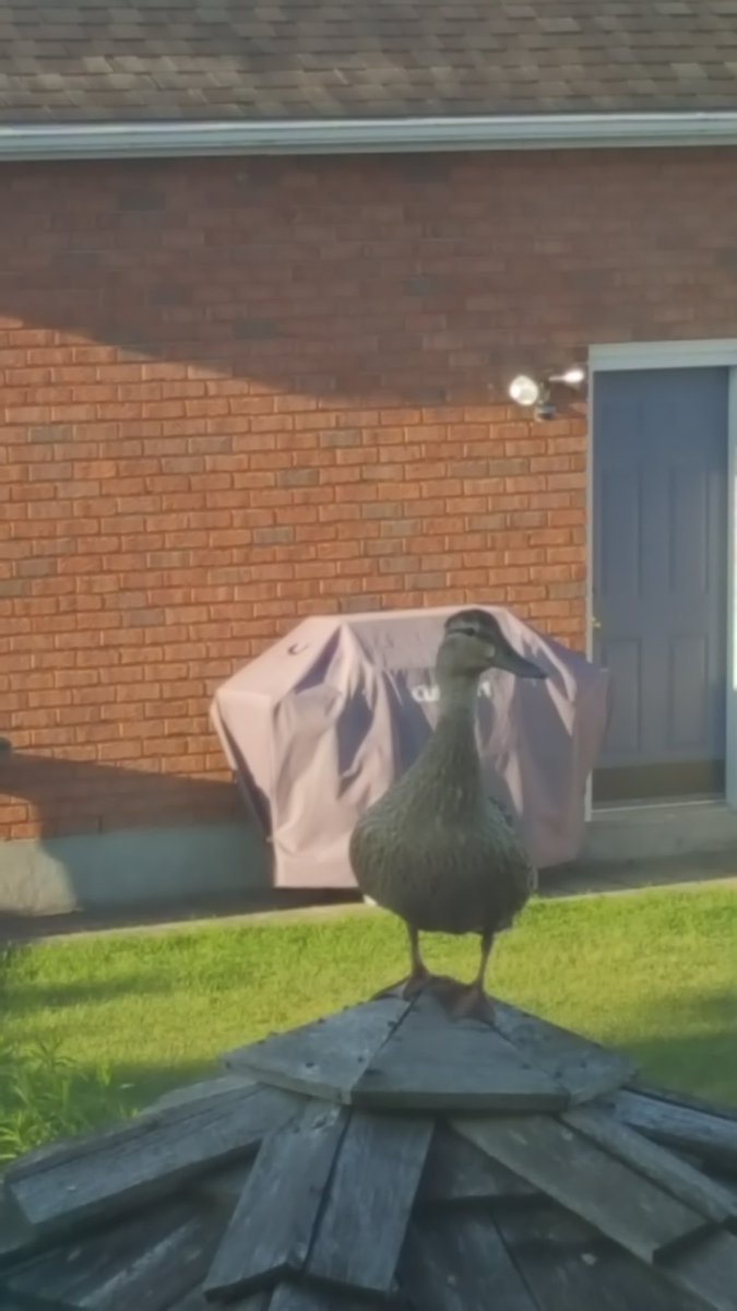 Kahlie Speechly tweet media