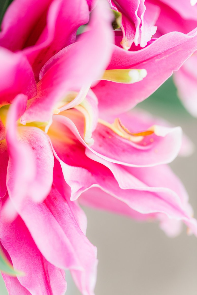 Wist je dat de bloemen van een lelie een doorsnee kunnen hebben van 7 tot wel 25 cm? mooiwatbloemendoen.nl/lelie #mwbd