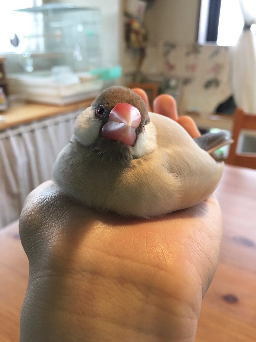 livedoornews's tweet photo. 500RT：【モフモフ】“平べったくなる”文鳥が可愛い！Twitterで話題
https://t.co/rTMIYhy6II

眠りに落ちていくにつれて、体の力が抜けて平らになっていく。数分後には、お餅のようにとろとろに溶けた姿を… https://t.co/2c5I0R0Bdu