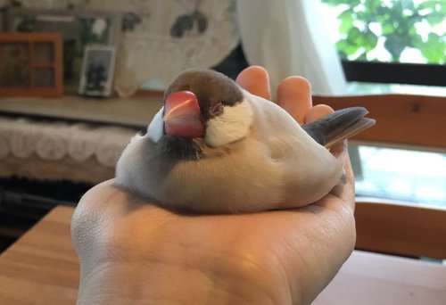 livedoornews's tweet photo. 500RT：【モフモフ】“平べったくなる”文鳥が可愛い！Twitterで話題
https://t.co/rTMIYhy6II

眠りに落ちていくにつれて、体の力が抜けて平らになっていく。数分後には、お餅のようにとろとろに溶けた姿を… https://t.co/2c5I0R0Bdu