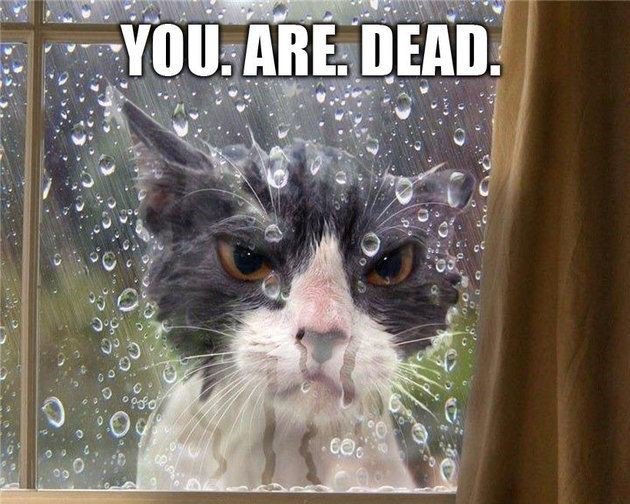 KittyCatWeb's tweet image. "I thought you let the cat in ... Ohhhh"