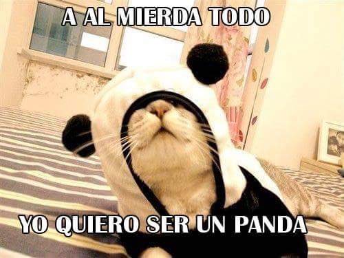 CoelhosDaGamis's tweet photo. @coelhapacoca ser un panda https://t.co/PI3uuS0PMO