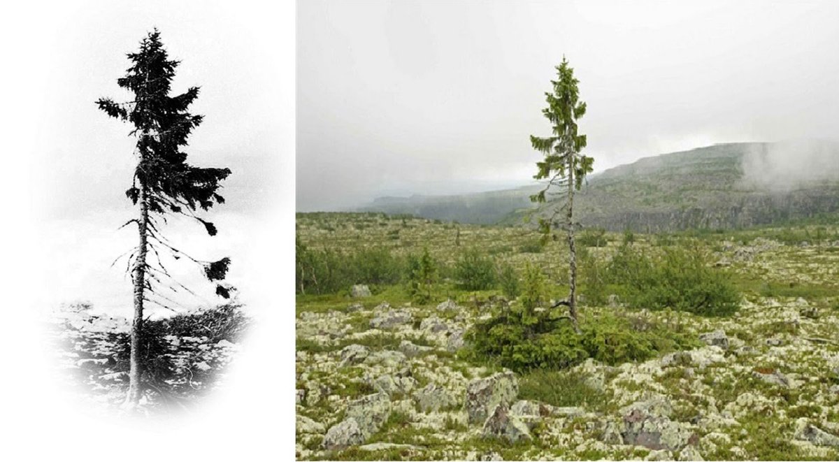 arbortecfw's tweet photo. The world’s oldest known living tree is a 13-foot-tall spruce in Sweden. It sprouted 9,550 years ago. #fridayfact https://t.co/wKlXxAjCm8