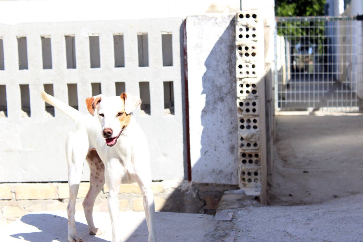 REFUGIOAPRENDA's tweet photo. Bara (hembra) llegó a nosotros con tan solo unos meses, ahora, un año después, así de guapa está! #NoCompresAdopta https://t.co/xbHAfttdIi