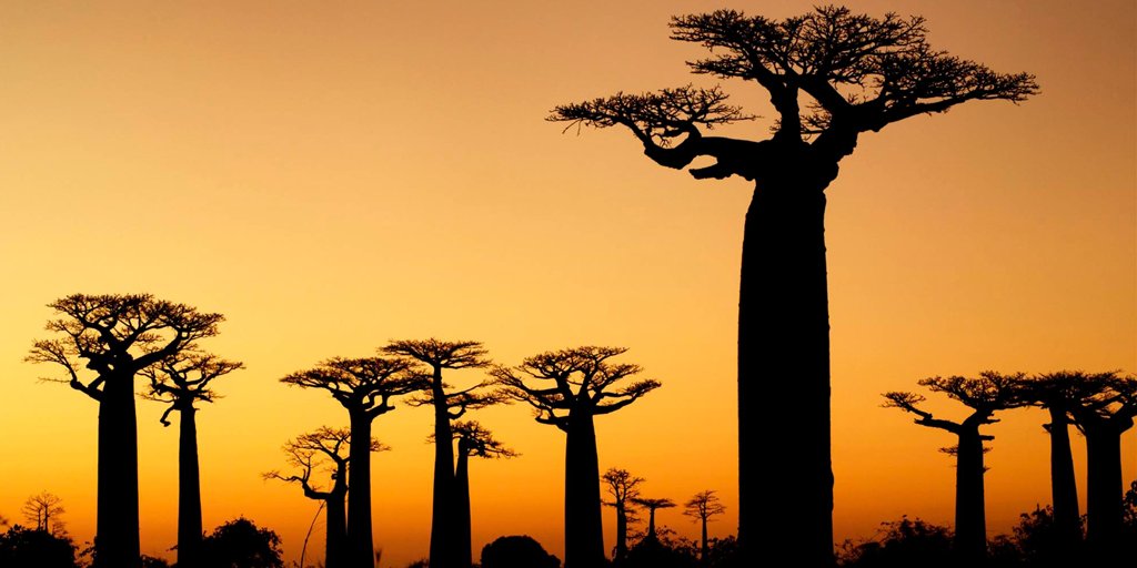 anticcolonial's tweet photo. Did you know that the thickest tree in the world is the #Baobab? Look at this!  -> https://t.co/Y8lIaHWAkP https://t.co/9ErTdKeqNU