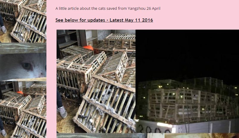 EndDogMeatTrade's tweet photo. A glimpse in2 the
#catmeattrade
https://t.co/oA7kLQ6ETi …
A rescue revealed
#endCatMeatTrade
#Stopyulin https://t.co/Ey2vPKodHe