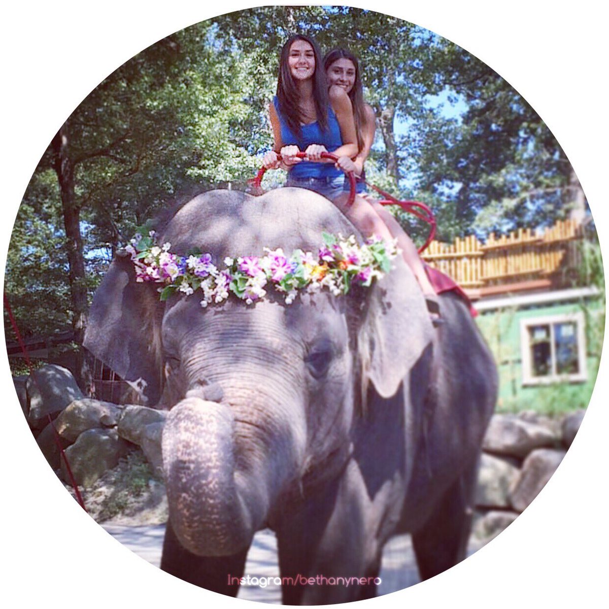 WOOPassApp's tweet image. #WooPass bucket list - ride an elephant @SouthwicksZoo!