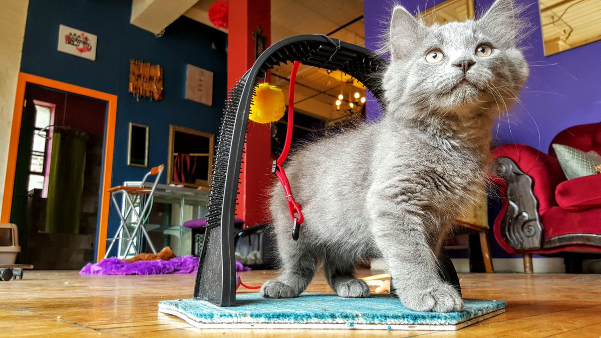 Loft404's tweet photo. "Friday fun has begun!" #adventuresofLeoandLoki #kittens #pettherapy #Loft404 #playground #toronto #hiddengems https://t.co/NFo1mjzXRO
