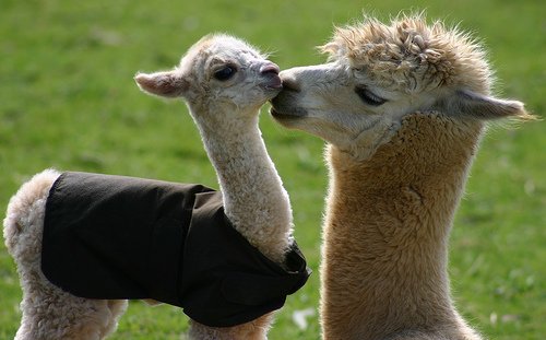 DLR_Libraries's tweet photo. Ever hear the story about the Llama who visited the Library?Come along to FamilyDay dlr LexIcon tomo to hear more! https://t.co/tzBIGOMO0e
