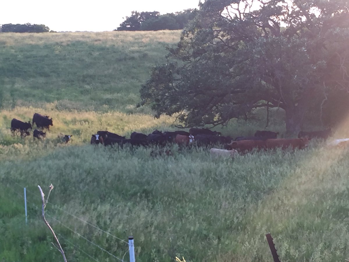 Jami0224's tweet photo. #checkingcattle #pasturelife https://t.co/4JTJi15i1o