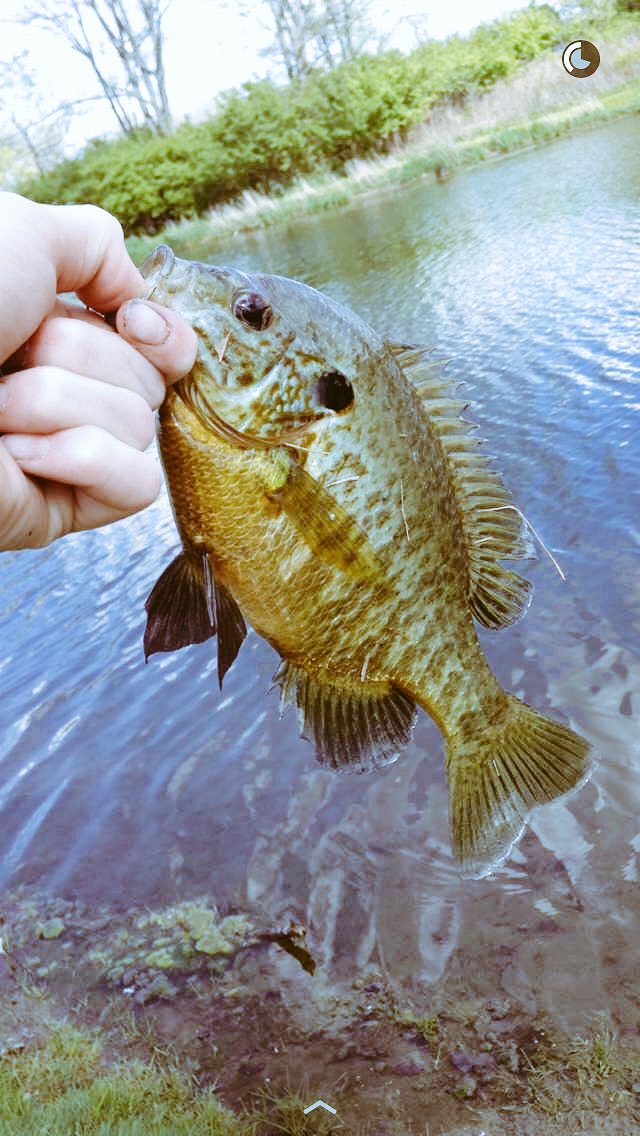 101fishforlife's tweet photo. Big sun fish https://t.co/VvhOxlWH6o