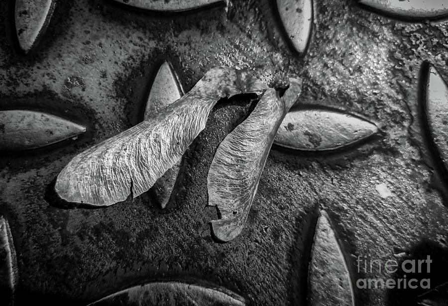 joancarroll's tweet image. Check out this photo! buff.ly/1YeQOX2 #patternsandtextures #treefruit #fineart #buyart via @jamesaiken09