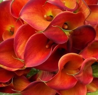 StargazerBarn's tweet photo. New blog post on growing gorgeous Callas: https://t.co/2jY3Kgp91b
#callas #flowers #bloomcheck https://t.co/u3OIjgUamK