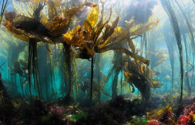 bretagnebretons's tweet image. Lannilis. Coup de froid sur les #algues bretagne-bretons.fr/lannilis-coup-… #emplois #Cargill