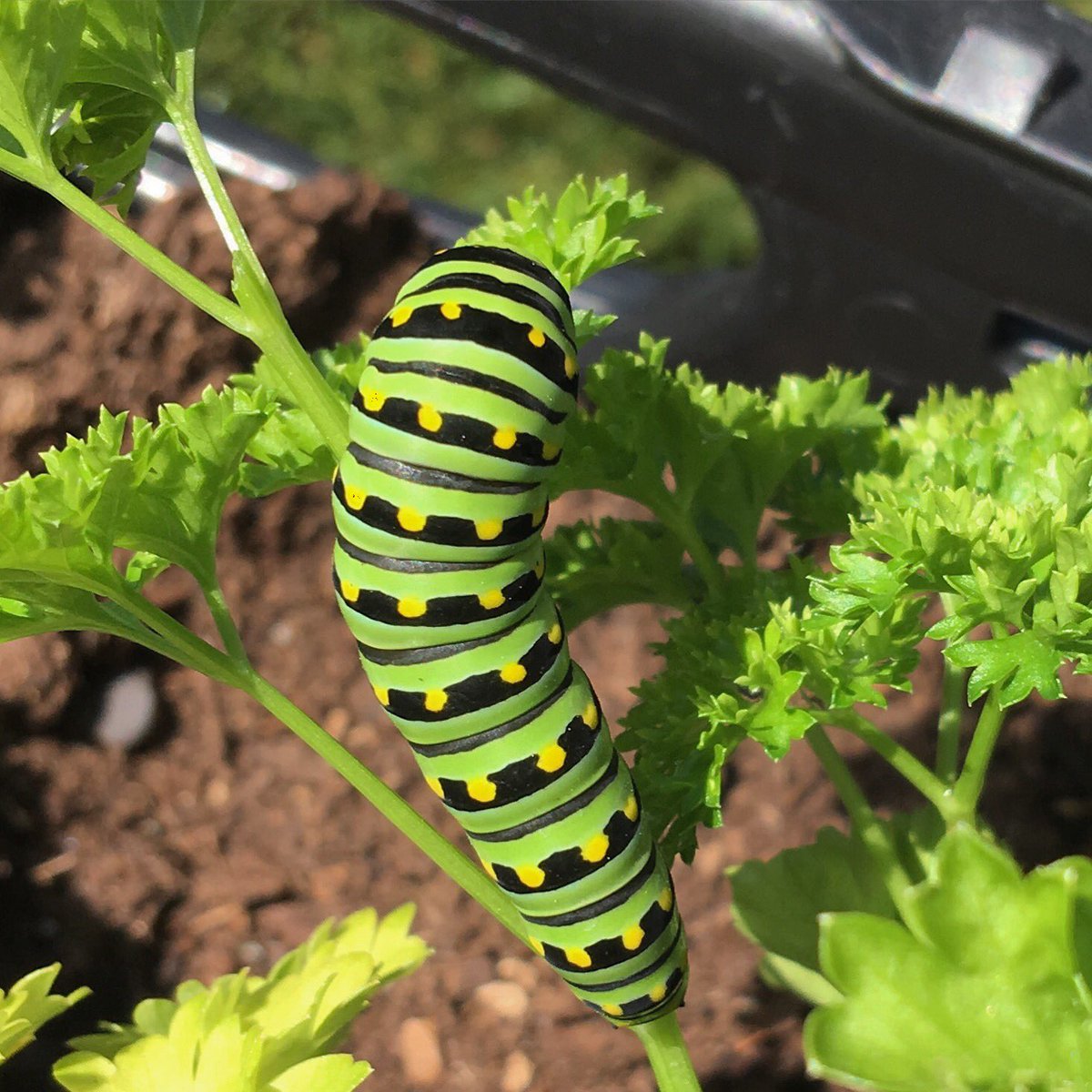 FrankFerragine's tweet photo. Our parsley at #elevatedeatsyorkdale is being sacrificed for these guys! #swallowtailbutterfly https://t.co/KaJAx13yk7