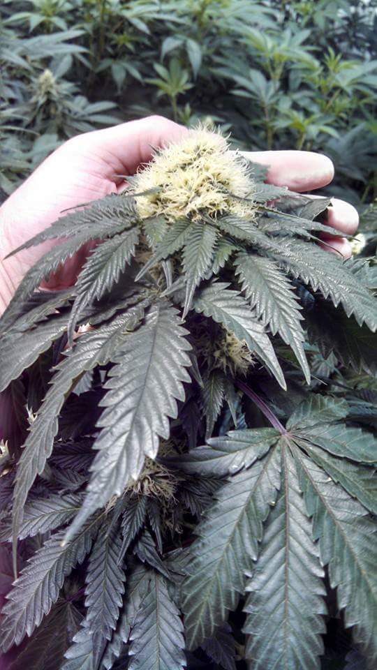 #ColinOG. Week 4 from seed. This strain will drop in September, from #Ethosgenetics an #EthosSeed