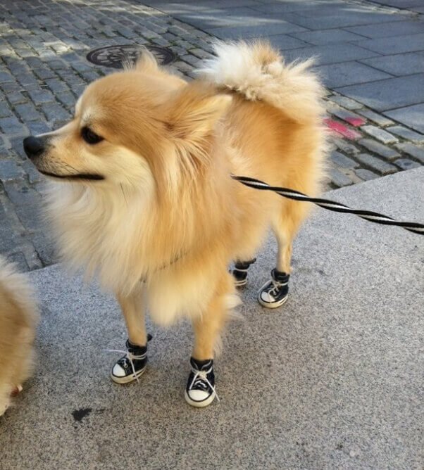 gucci dog shoes