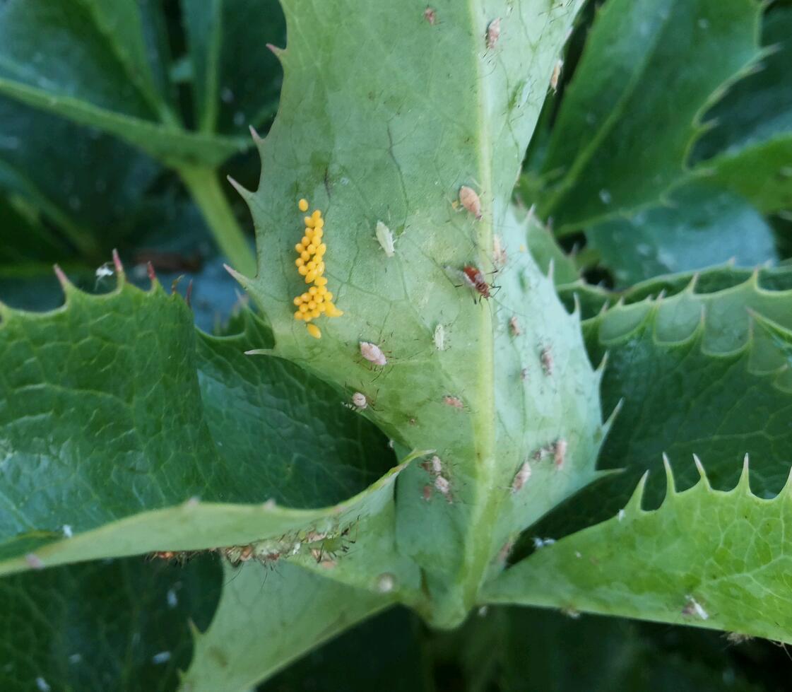 Lieveheersbeestje heeft zijn eitjes tussen de luizen gelegd. Over 'n week eten larven de luizen op. #biodiversiteit