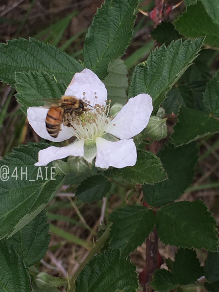 4HAIE's tweet photo. Enjoying warm weather and blackberry flowers...wouldn't have fruit without honeybees! 🐝🍀☀️ #4HAIE #4Heverywhere https://t.co/0Ef73iFWVw