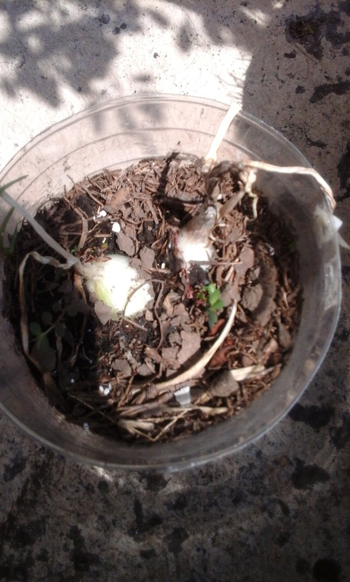 Butyerfly's tweet photo. Haciendo jardineria y el 🌞 a todo lo q da pero yo protejo mi piel con LUBRIDERM  #LubridermFPS15 #TodosLosDías https://t.co/HNTJDtGn19