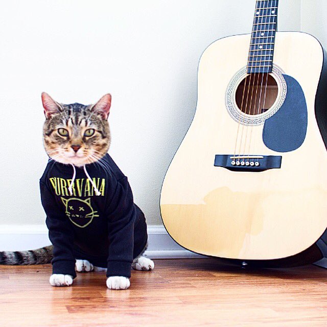 Hoodcatco's tweet photo. Purrrrvana https://t.co/RJASg9ewqj