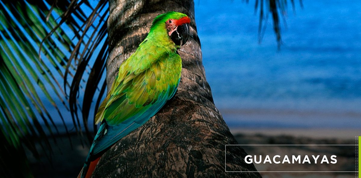 ArmandoLopezFl's tweet photo. #Jaumave es considerada el santuario de las guacamayas por contar con la colonia más grande de estas aves. https://t.co/ZcAIvUf544