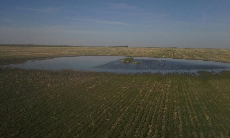 farmgirlinheels's tweet photo. Customer that spraying LI700 and Assure through a slough... LI700 even stops waves!@lovelandcafe #LI700 #LeciTech https://t.co/3BMdoGIjUT