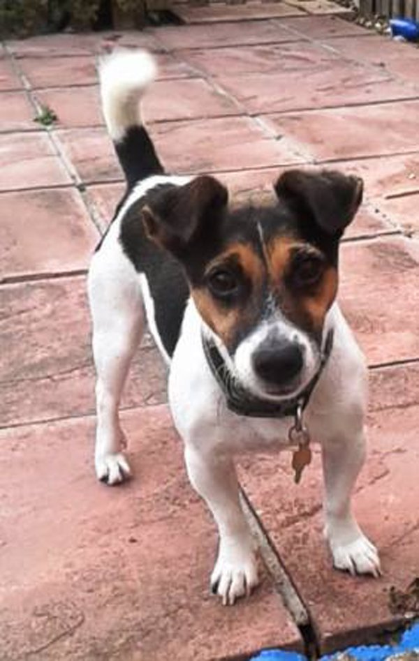 Rescue Helpers Unite tweet media