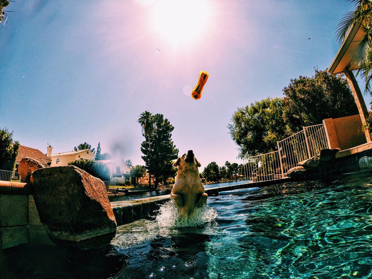 blancog_g's tweet photo. Maizie shredding the summer! #SummerSession #GoPro #GoProHero3BlackEdition #AzSummer #PoolDay #ILoveMyLabrador https://t.co/TrtZATvpBR