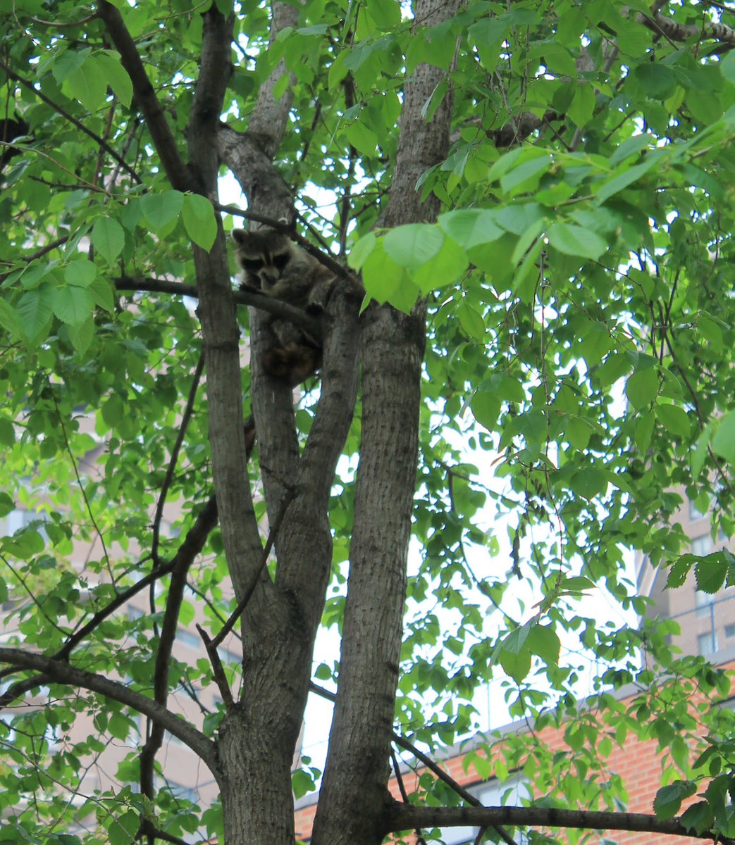 Guest #raccoon wakes up in #eastharlem on our last walk #nature #nyc  goo.gl/Zvhmus
